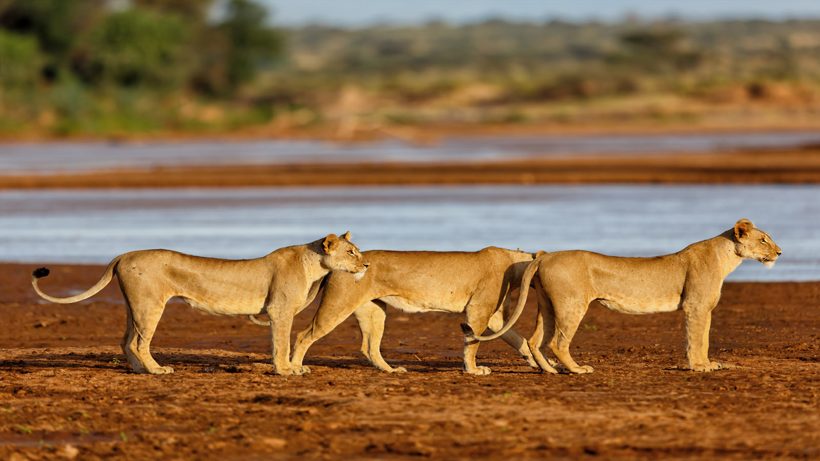7-Day Kenya Wildlife Safari Holiday