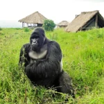 6 Days Uganda Chimps and Gorilla Trekking Safari