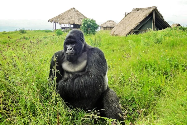 6 Days Uganda Chimps and Gorilla Trekking Safari