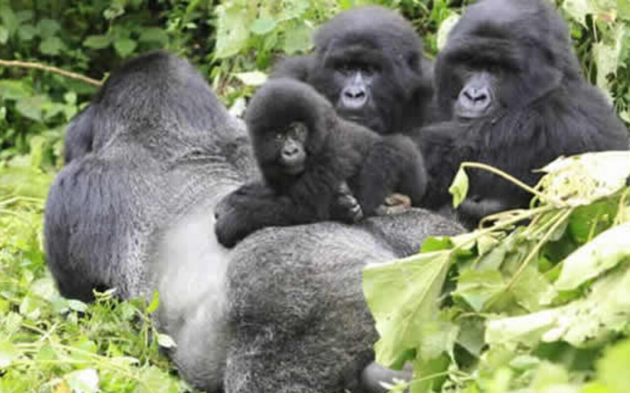 9 Days Rwanda Safari Experience
