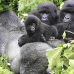 9 Days Rwanda Safari Experience