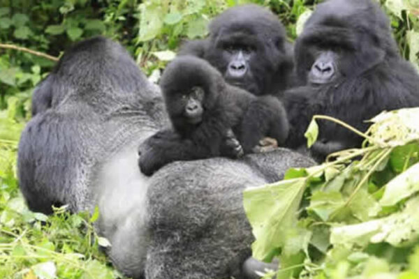 9 Days Rwanda Safari Experience