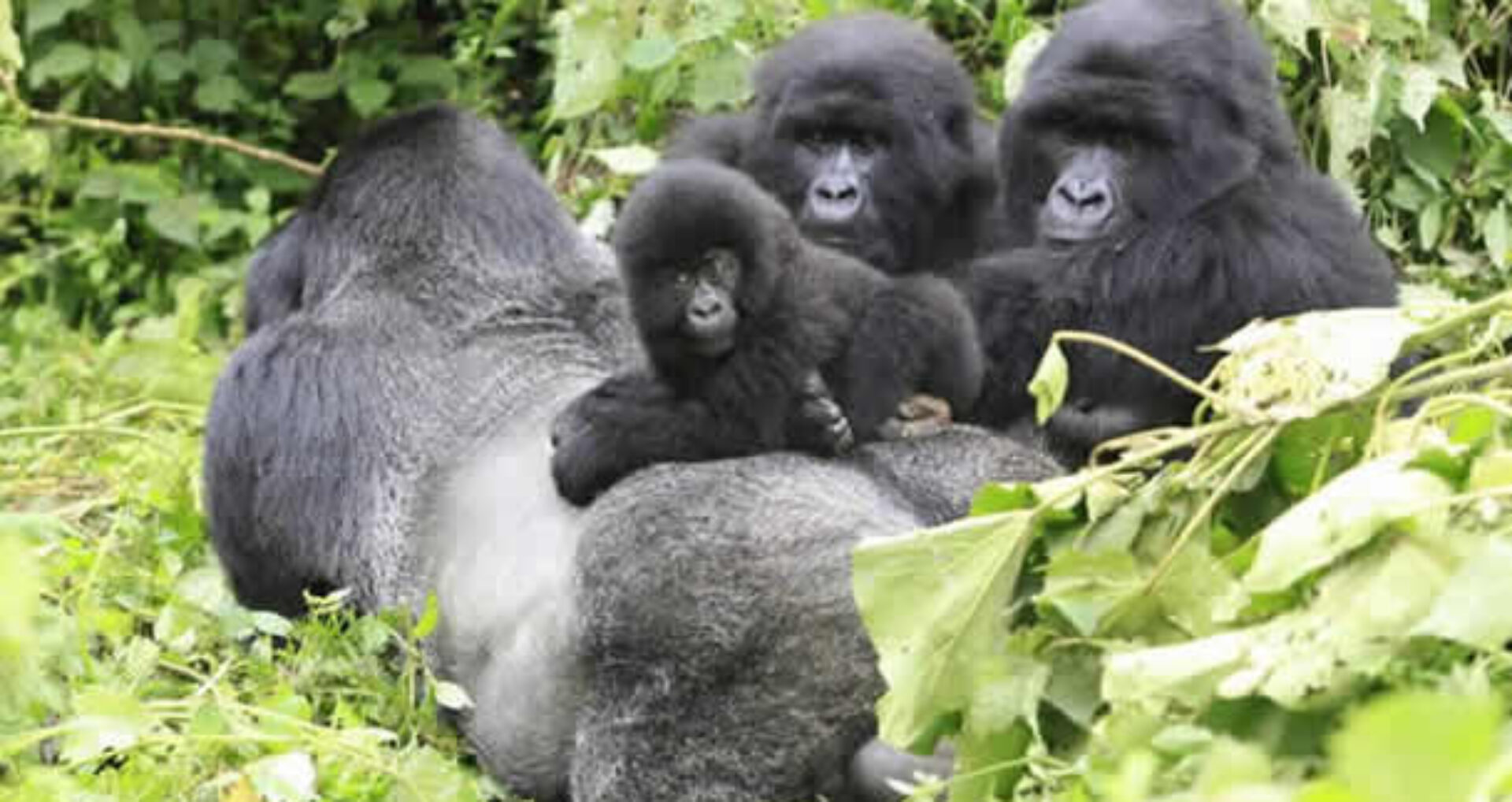 9 Days Rwanda Safari Experience