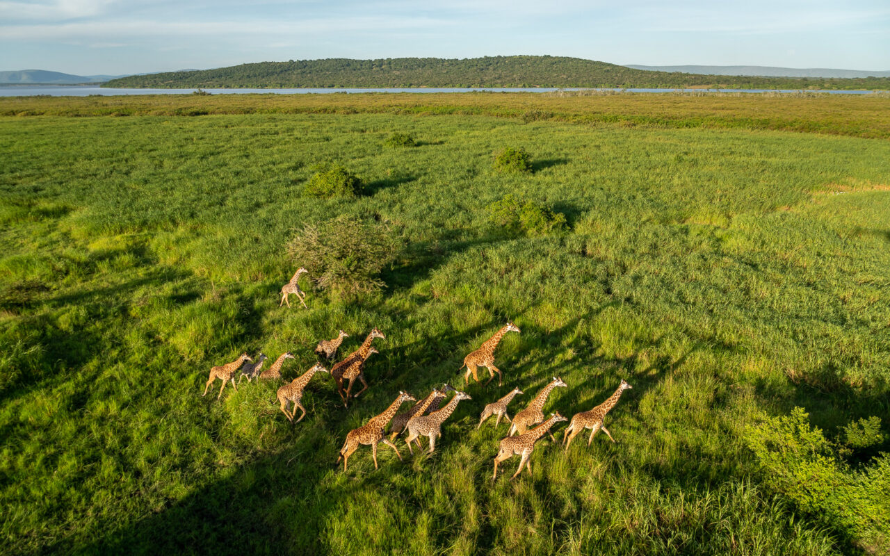 Rwanda Wildlife Safari Adventures