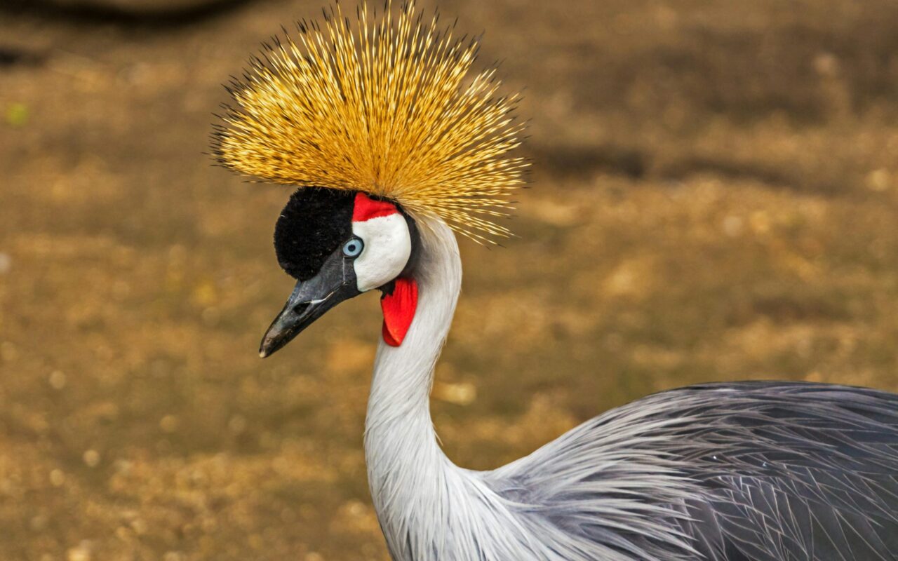 Uganda Birding Safari Adventures