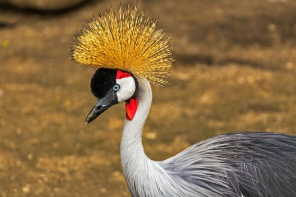 Uganda Birding Safari Adventures
