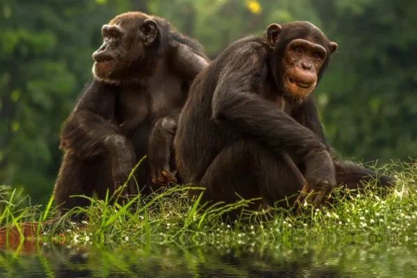 Chimpanzee-Couple-by-the-River