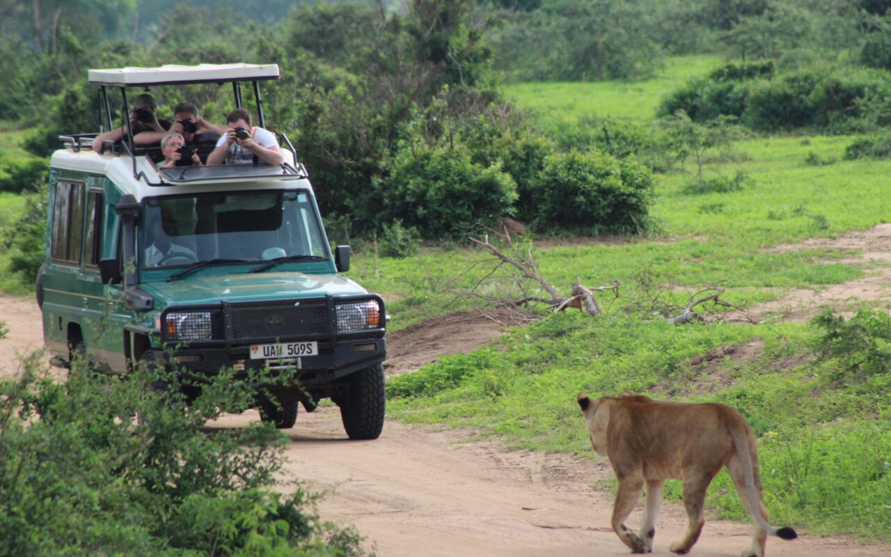 Game Drive Safari Experiences