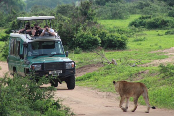 Game Drive Safari Experiences