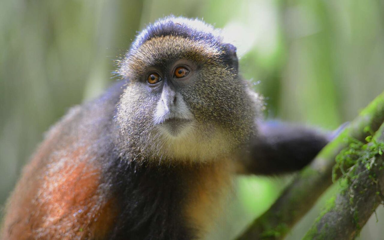 3 Days Rwanda Golden Monkey & Gorilla Trekking Safari