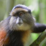 3 Days Rwanda Golden Monkey & Gorilla Trekking Safari