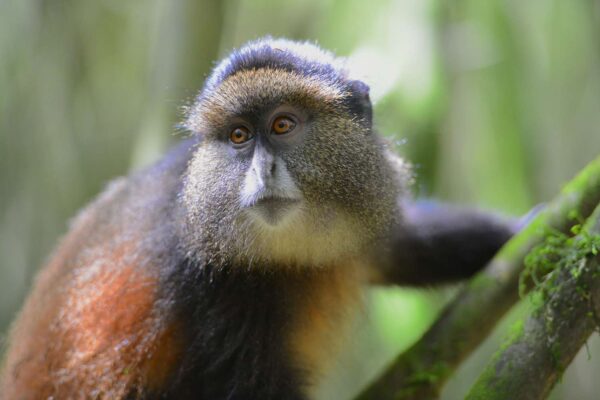 3 Days Rwanda Golden Monkey & Gorilla Trekking Safari