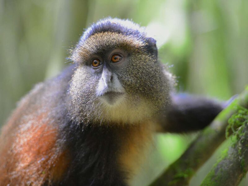 3 Days Rwanda Golden Monkey & Gorilla Trekking Safari
