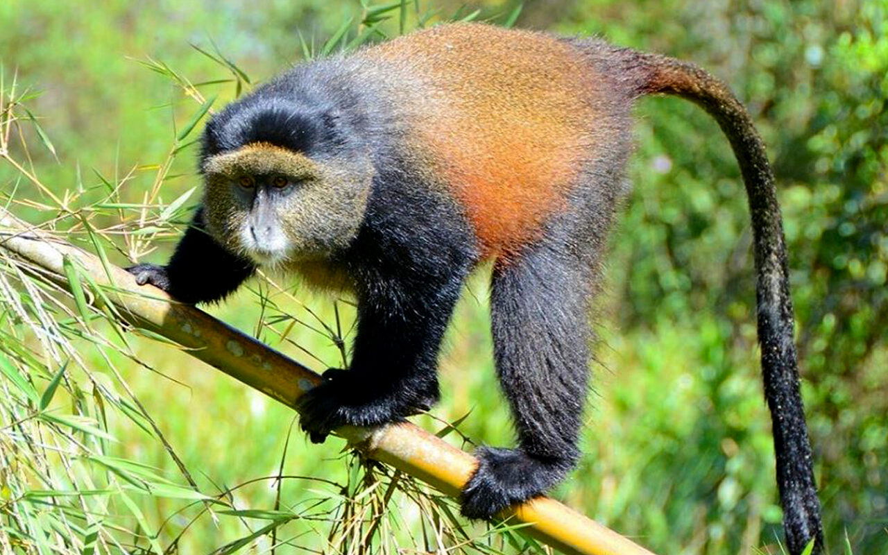 Golden Monkey Tracking Experiences