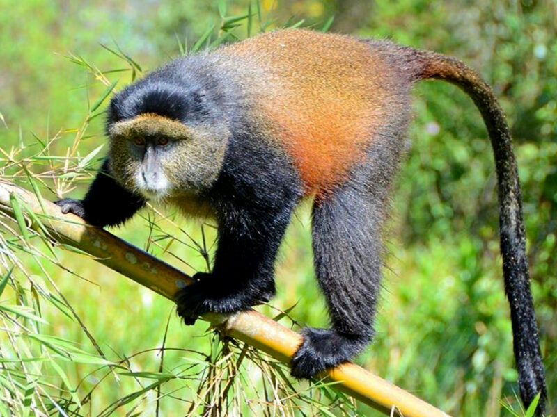 Golden Monkey Tracking Experiences