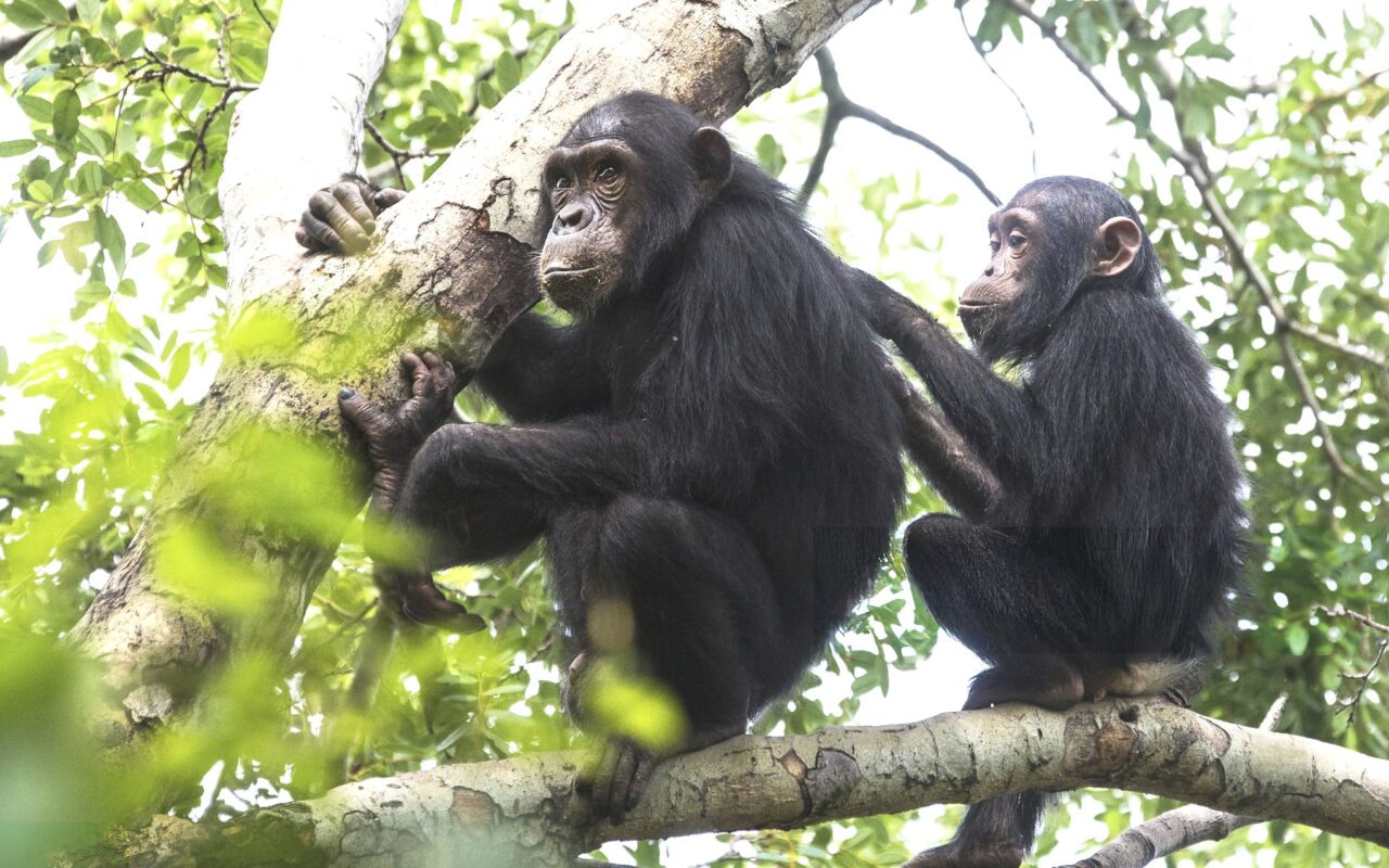 Gombe Stream National Park