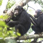 Gombe Stream National Park