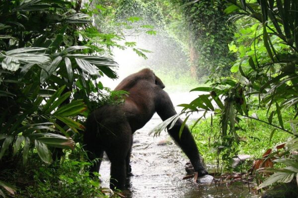 Gorilla-Bwindi-2