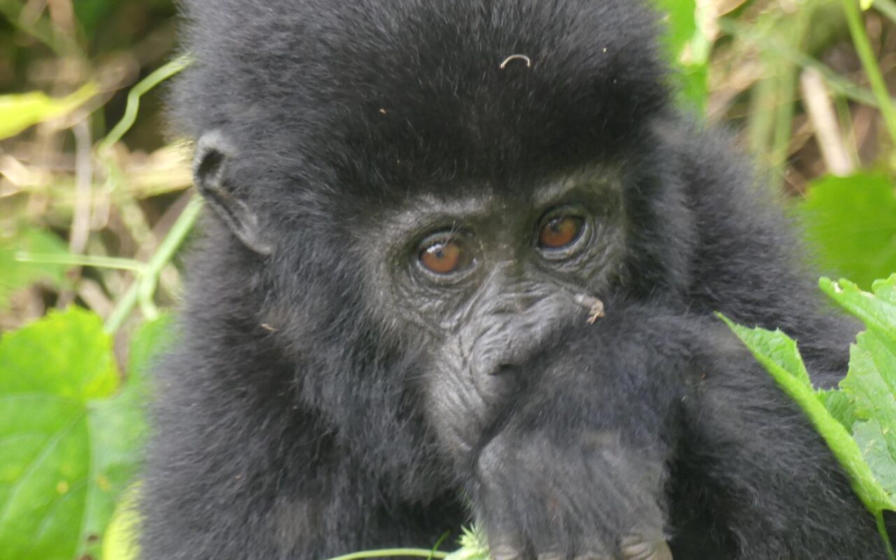 4 Days Uganda Gorilla Trekking and Rwanda Golden Monkey Tracking
