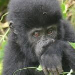 4 Days Uganda Gorilla Trekking and Rwanda Golden Monkey Tracking