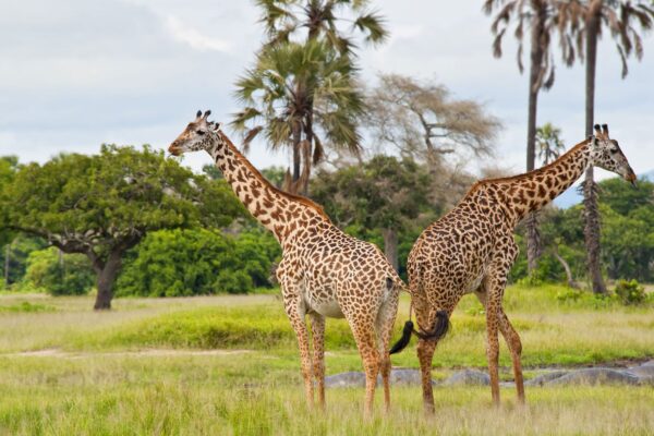 9-Day Ultimate Tanzania Wildlife Safari