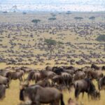 Kenya Great Migration Safaris