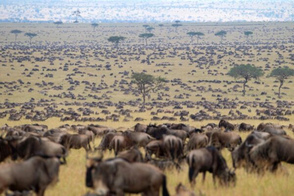 Kenya Great Migration Safaris