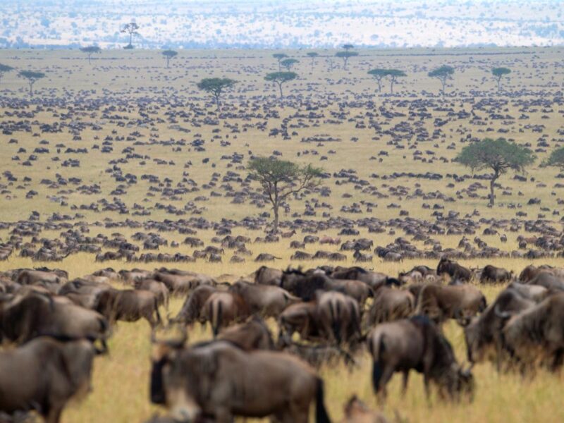 Kenya Great Migration Safaris