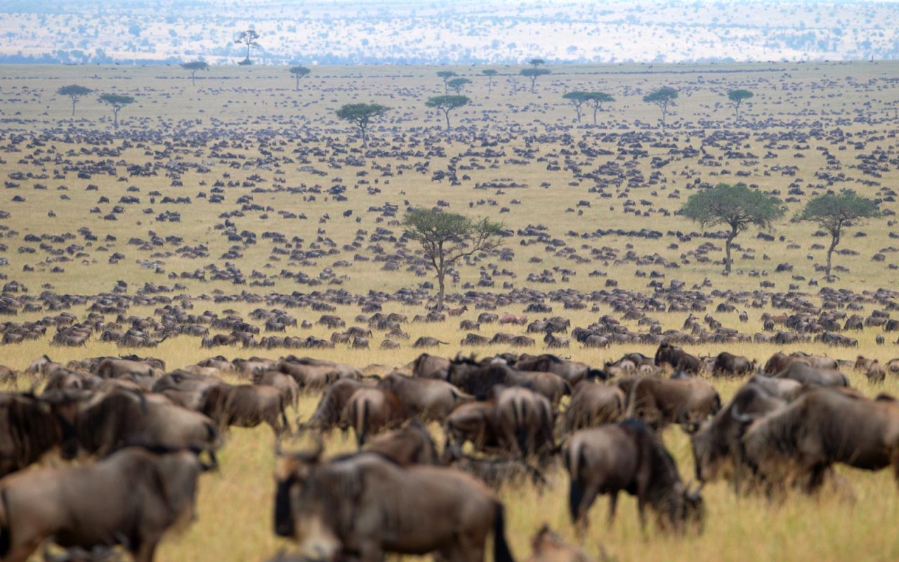 Kenya Great Migration Safaris
