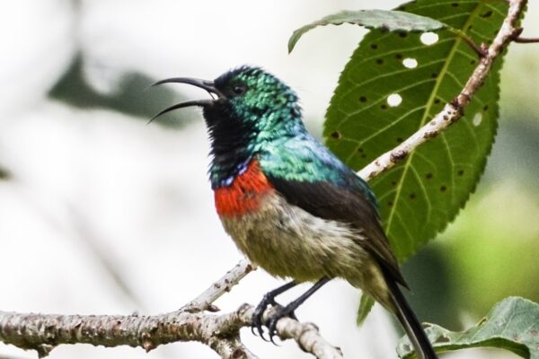 Kenya_Birding_Safari