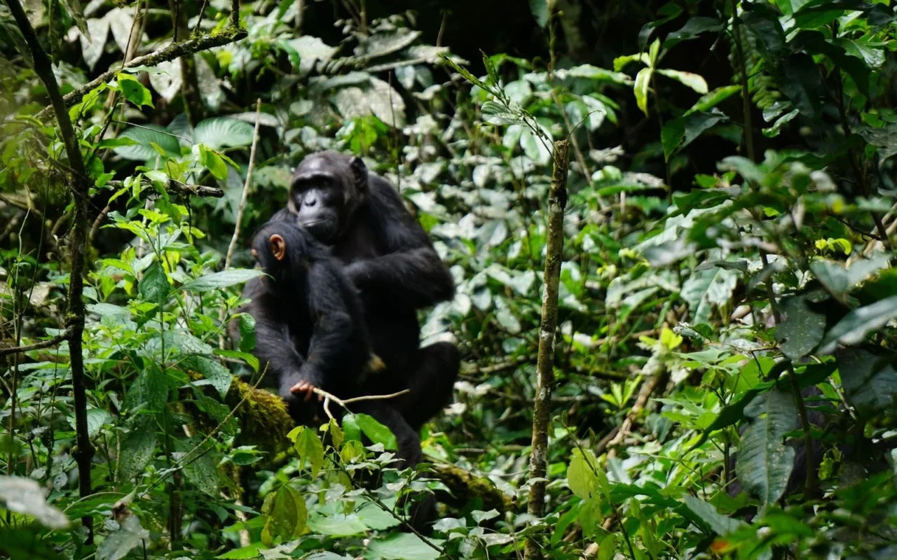 7 Days Uganda Chimpanzee, Wildlife, and Gorilla Trekking Safari