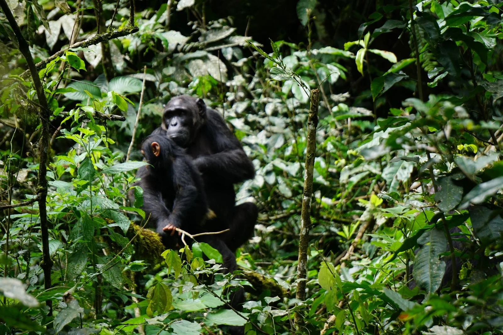 7 Days Uganda Chimpanzee, Wildlife, and Gorilla Trekking Safari