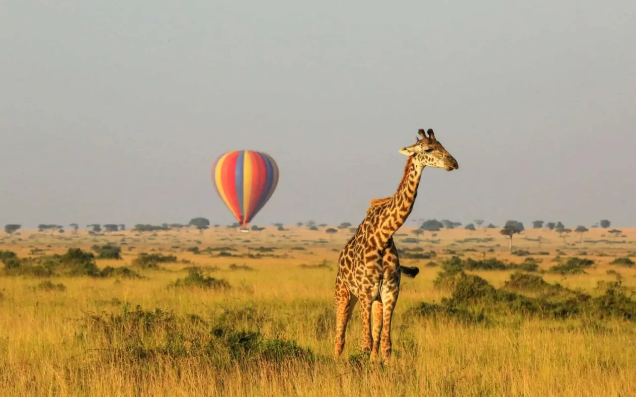 LGBTQ+ Safari Adventures