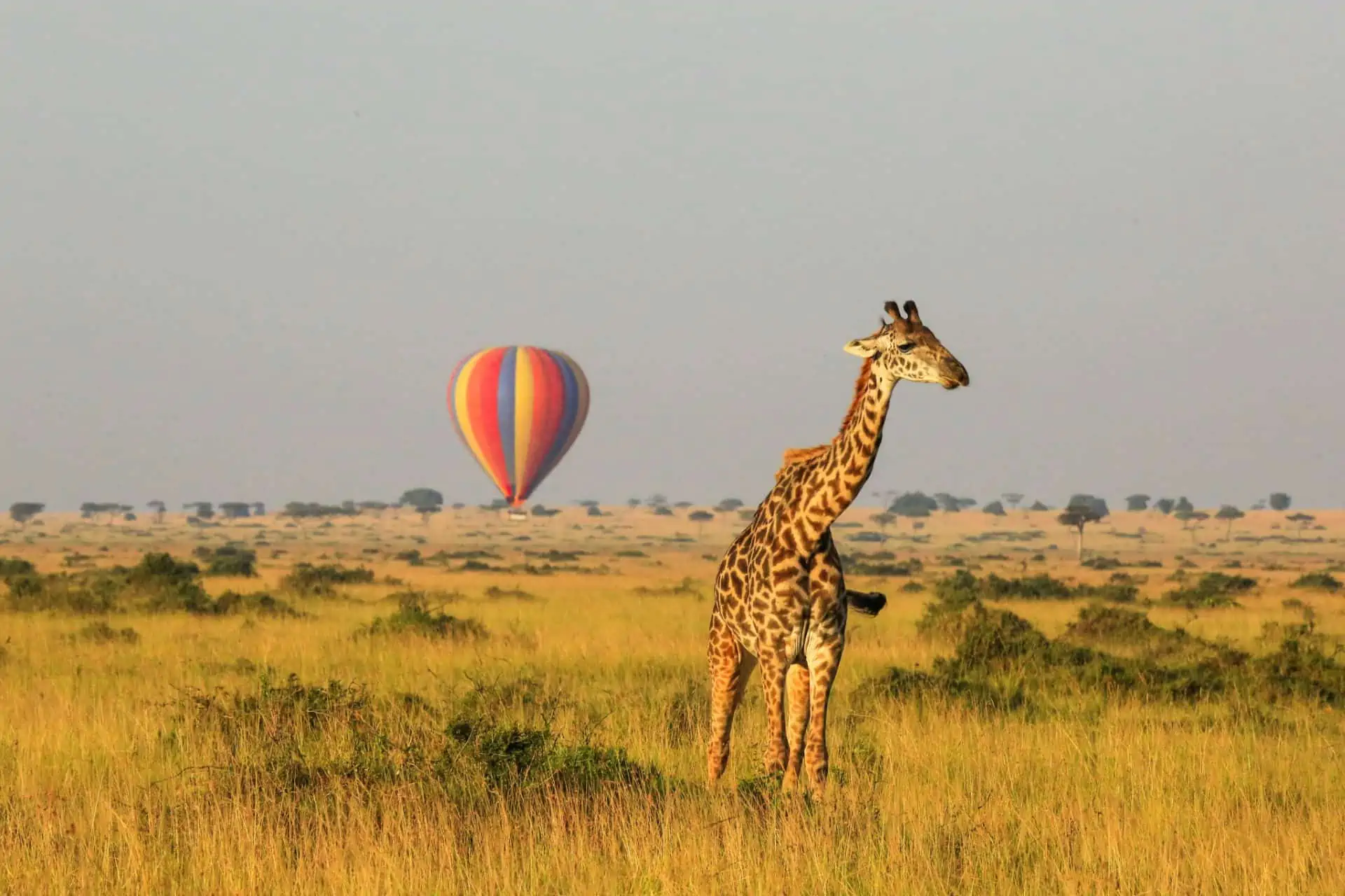 LGBTQ+ Safari Adventures