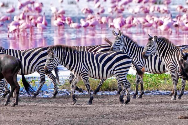 Lake-Manyara-National-Park-