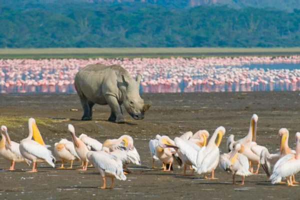 7-Day Tanzania Wildlife Wonders Experience Tour