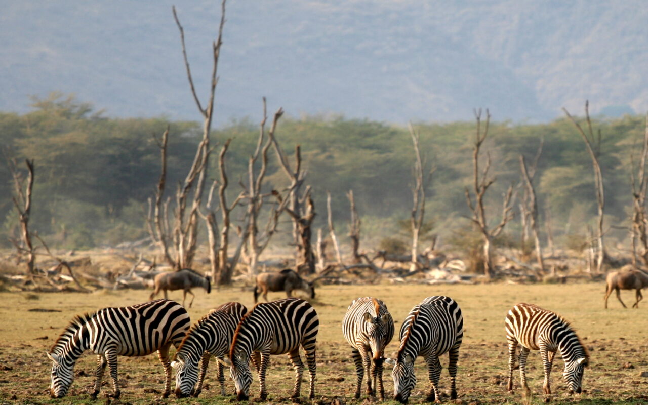 6-Day Majestic Tanzania Wildlife Luxury Safari