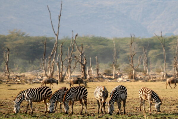 6-Day Majestic Tanzania Wildlife Luxury Safari