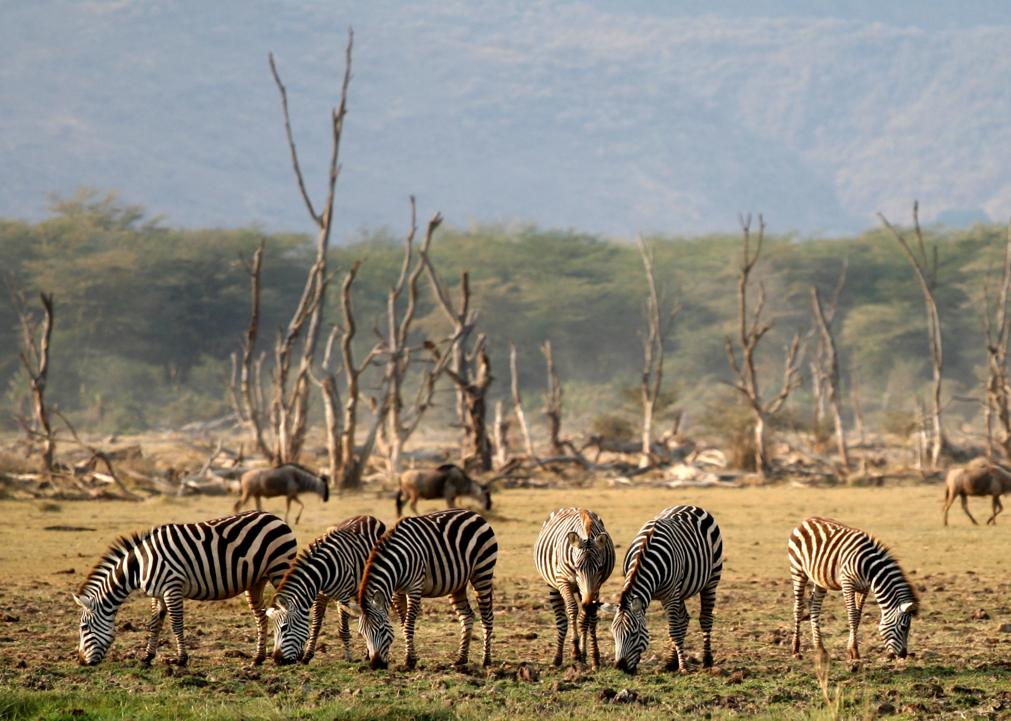 6-Day Majestic Tanzania Wildlife Luxury Safari