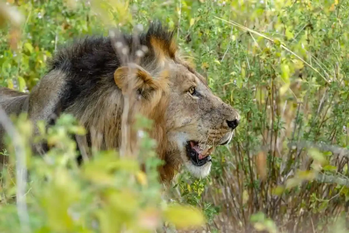 8-Day Tanzania Mid-Range Safari