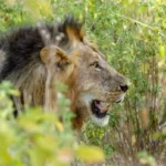 8-Day Tanzania Mid-Range Safari