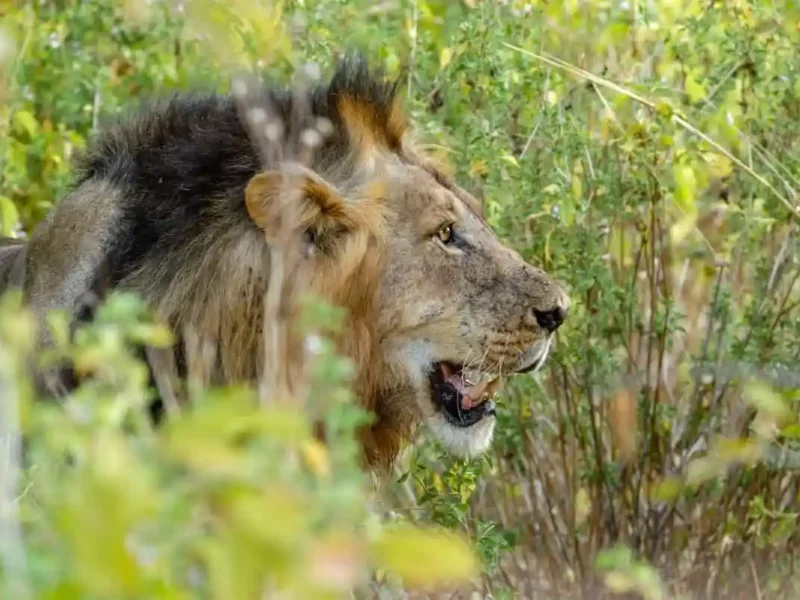 8-Day Tanzania Mid-Range Safari