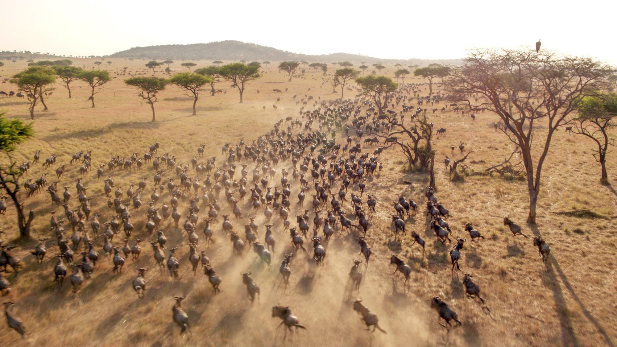 Great Migration Safari Experiences