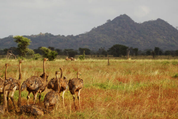 Meru National Park birding