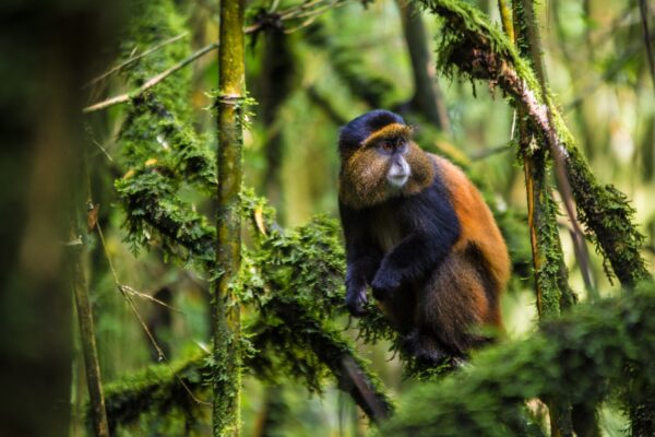 Mgahinga-Gorilla-National-Park-1