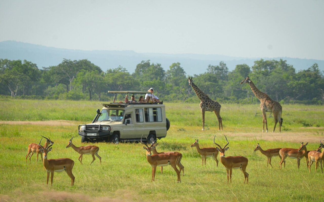 Mikumi National Park 