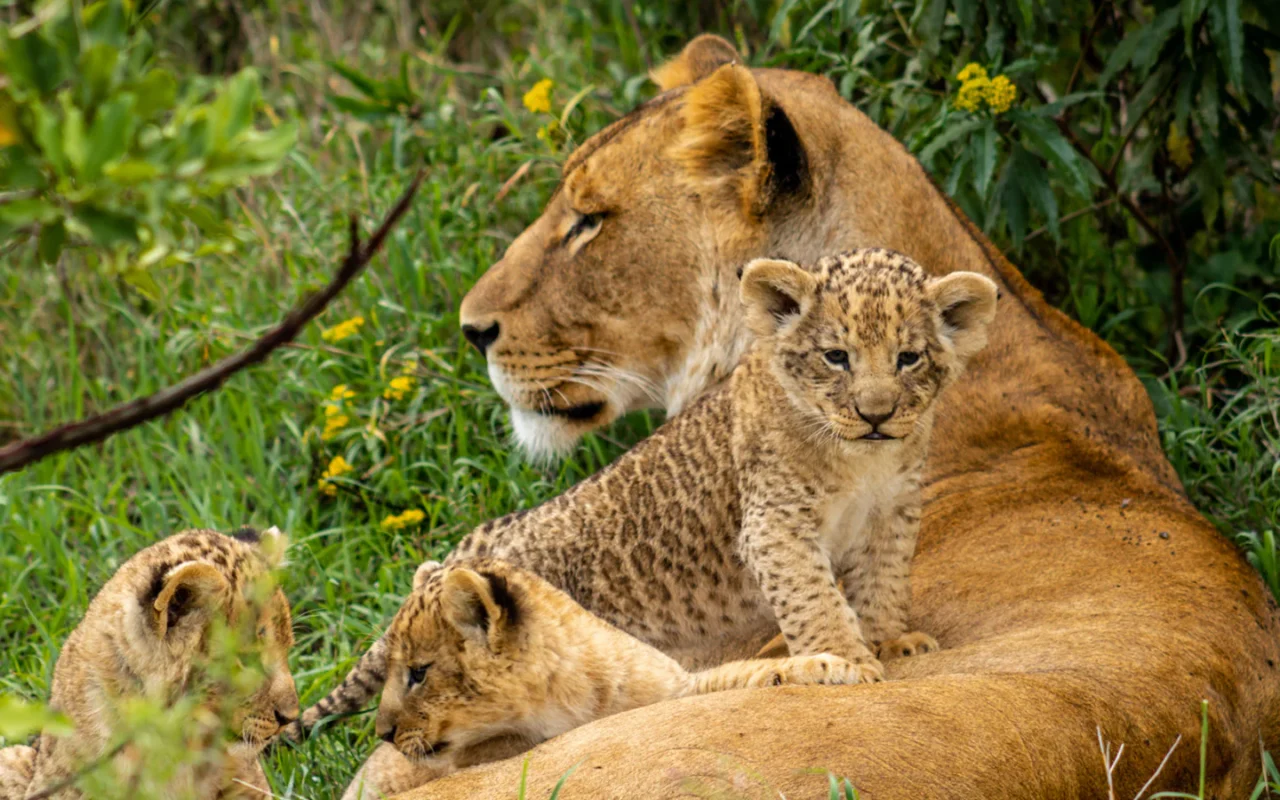 18 Days Pearl of Africa