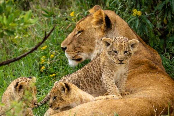 18 Days Pearl of Africa