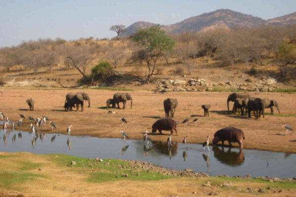 8-Day Tanzania Northern Circuit Safari
