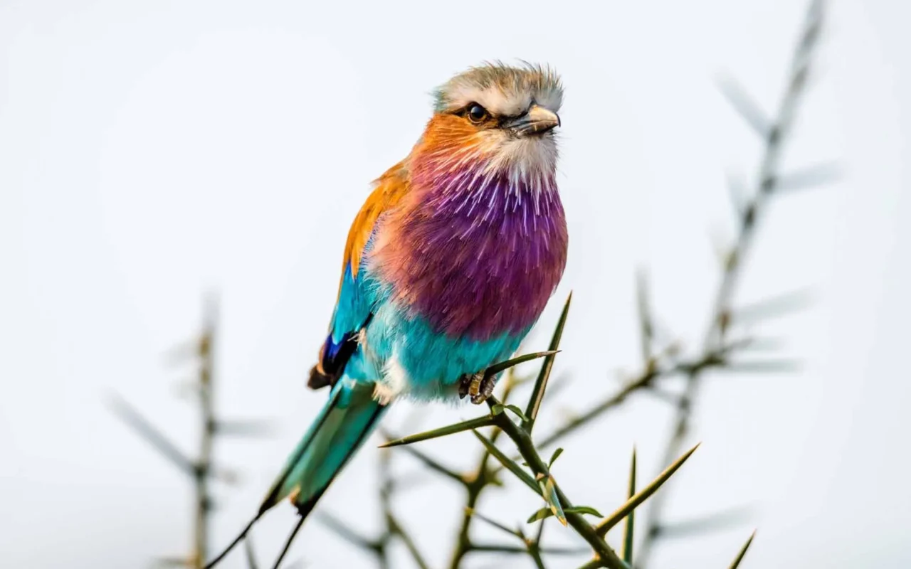 Rwanda Birding Safari Adventures